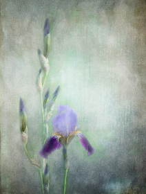 蜜芽.768.MON